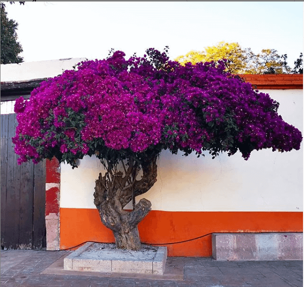 Mitla, Oaxaca